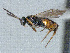  ( - CNC510691)  @11 [ ] CreativeCommons  Attribution Non-Commercial Share-Alike (2016) Unspecified Canadian National Collection of Insects