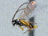  ( - CNC511893)  @11 [ ] CreativeCommons  Attribution Non-Commercial Share-Alike (2016) Unspecified Canadian National Collection of Insects