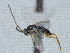  ( - CNC511896)  @11 [ ] CreativeCommons  Attribution Non-Commercial Share-Alike (2016) Unspecified Canadian National Collection of Insects