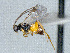  ( - CNC511899)  @12 [ ] CreativeCommons  Attribution Non-Commercial Share-Alike (2016) Unspecified Canadian National Collection of Insects