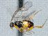  ( - CNC511900)  @12 [ ] CreativeCommons  Attribution Non-Commercial Share-Alike (2016) Unspecified Canadian National Collection of Insects
