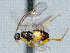  ( - CNC511900)  @12 [ ] CreativeCommons  Attribution Non-Commercial Share-Alike (2016) Unspecified Canadian National Collection of Insects
