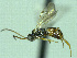  ( - CNC511910)  @12 [ ] CreativeCommons  Attribution Non-Commercial Share-Alike (2016) Unspecified Canadian National Collection of Insects