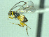  ( - CNC511913)  @12 [ ] CreativeCommons  Attribution Non-Commercial Share-Alike (2016) Unspecified Canadian National Collection of Insects