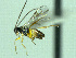  ( - CNC511914)  @12 [ ] CreativeCommons  Attribution Non-Commercial Share-Alike (2016) Unspecified Canadian National Collection of Insects