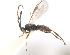  ( - CNC511929)  @12 [ ] CreativeCommons  Attribution Non-Commercial Share-Alike (2016) Unspecified Canadian National Collection of Insects