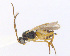  ( - CNC511931)  @13 [ ] CreativeCommons  Attribution Non-Commercial Share-Alike (2016) Unspecified Canadian National Collection of Insects