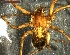  (Tegenaria tridentina - NMS BOZEN ARV 4595)  @11 [ ] CreativeCommons - Attribution Share-Alike (2017) Simone Ballini Museum of Nature South Tyrol