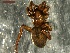  ( - NMS BOZEN ARV 4476)  @11 [ ] CreativeCommons - Attribution Share-Alike (2017) Simone Ballini Museum of Nature South Tyrol