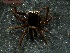  (Attulus longipes - NMS BOZEN ARV 4504)  @11 [ ] CreativeCommons - Attribution Share-Alike (2017) Simone Ballini Museum of Nature South Tyrol