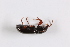  ( - TLMF Col. 00288)  @12 [ ] CreativeCommons - Attribution Non-Commercial Share-Alike (2016) Andreas Eckelt Tiroler Landesmuseum