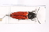  (Ampedus quercicola - TLMF Col. 00378)  @15 [ ] CreativeCommons - Attribution Non-Commercial Share-Alike (2016) Andreas Eckelt Tiroler Landesmuseum