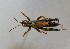  ( - NMS BOZEN INS 2152)  @11 [ ] CreativeCommons - Attribution Non-Commercial Share-Alike (2019) Petra Kranebitter Naturmuseum Südtirol