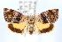  (Hypertropha thesaurella - ANIC Gen No. 004329)  @15 [ ] Copyright (2011) YOU NING SU CSIRO Ecosystems and Sciences