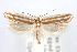  (Thudaca sp. ANICMK232 - ANIC Gen No. 004348)  @13 [ ] Copyright (2011) YOU NING SU CSIRO Ecosystems and Sciences