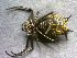  (Micrathena zilchi - AASFB-0003)  @11 [ ] Unspecified (default): All Rights Reserved  Manuel Medina Mex Unspecified