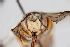  (Afranthidium pentagonum - MK-af085)  @11 [ ] nrr (2025) Unspecified Max Kasparek