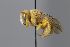  (Icteranthidium ferrugineum aff - MK-hr002)  @11 [ ] nrr (2025) Unspecified Max Kasparek