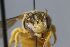  (Cyphanthidium - MK-icipe025)  @11 [ ] nrr (2025) Unspecified Max Kasparek