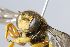  (Trachusa massauahensis - MK-icipe028)  @11 [ ] nrr (2025) Unspecified Max Kasparek