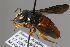  (Pachyanthidium bicolor aff - MK-mk2310)  @11 [ ] nrr (2025) Unspecified Max Kasparek