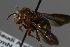  (Pachyanthidium sp. 3 - MK-mk2411)  @11 [ ] nrr (2025) Unspecified Max Kasparek
