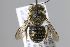  (Afranthidium sp. 6 - MK-whl202)  @11 [ ] nrr (2025) Unspecified Max Kasparek