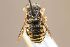  (Afranthidium lebanense - MK-oll831)  @11 [ ] nrr (2022) Unspecified Max Kasparek