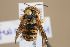  (Rhodanthidium infuscatum - MK-pb012)  @11 [ ] nrr (2022) Unspecified Max Kasparek