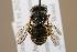  (Afranthidium schulthessii - MK-tjw145)  @11 [ ] nrr (2022) Unspecified Max Kasparek