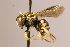  (Afranthidium pusillum - Mbou146)  @11 [ ] nrr (2020) Unspecified Max Kasparek