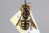  (Stelis alainensis - MK-mk776)  @11 [ ] nrr (2023) Unspecified Max Kasparek