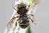  (Afranthidium naefi - MK-tuz027)  @11 [ ] nrr (2023) Unspecified Max Kasparek