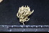  ( - ABBAC152)  @11 [ ] Copyright (2015) Unspecified Smithsonian Tropical Research Insitute