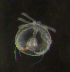  (Discinidae - RCMBAR2064)  @11 [ ] CreativeCommons  Attribution Non-Commercial (by-nc) (2016) Unspecified Smithsonian Institution