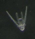  ( - RCMBAR2121)  @11 [ ] CreativeCommons  Attribution Non-Commercial (by-nc)  Unspecified Smithsonian Institution