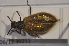  ( - TLMF Col. 00121)  @12 [ ] CreativeCommons - Attribution Non-Commercial Share-Alike (2013) Peter Huemer Tiroler Landesmuseum Ferdinandeum
