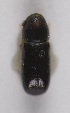  (Pityophthorus balcanicus - TLMF Col. 00285)  @12 [ ] CreativeCommons - Attribution Non-Commercial Share-Alike (2016) Andreas Eckelt Tiroler Landesmuseum