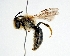  (Andrena okinawana - DNA000203)  @15 [ ] Copyright (2015) Osamu Tadauchi Kyushu University