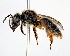  (Andrena knuthi - DNA000214)  @13 [ ] Copyright (2015) Osamu Tadauchi Kyushu University