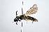  (Andrena lonicerae - DNA000370)  @11 [ ] Copyright (2015) Osamu Tadauchi Kyushu University