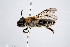  (Andrena edashigei - DNA000371)  @11 [ ] Copyright (2015) Osamu Tadauchi Kyushu University