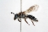  (Andrena dentata - DNA000375)  @11 [ ] Copyright (2015) Osamu Tadauchi Kyushu University