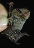  (Myotis rosseti - ZMMU SVK 11-021)  @13 [ ] Copyright (2011) Sergei Kruskop Zoological Museum of Moscow University