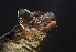  ( - ZMMU S-186692)  @14 [ ] Copyright (2011) Sergei Kruskop Zoological Museum of Moscow University