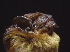  ( - ZMMU S-186694)  @13 [ ] Copyright (2011) Sergei Kruskop Zoological Museum of Moscow University