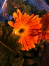  ( - BIO_Gerbera_Pollen-Swab)  @11 [ ] Unspecified (default): All Rights Reserved  Unspecified Unspecified