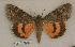  ( - 025-14-190837-ID)  @12 [ ] Copyright (2008) Unspecified Research Collection of Robert J. Borth