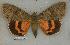  ( - 050-31-000000-MX)  @14 [ ] Copyright (2008) Unspecified Research Collection of Robert J. Borth
