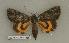  ( - 067-48-010604-TX)  @13 [ ] Copyright (2008) Unspecified Research Collection of Robert J. Borth